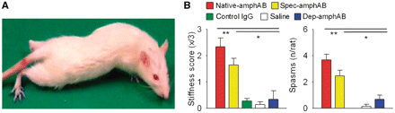 SPS-like symptoms after intrathecal passive transfer of anti-amphiphysin antibodies. (A and B) Rats treated with native-amphAB (n = 8) and purified spec-amphAB (n = 10), but none with control IgG (n = 9), or saline (n = 7) developed muscle stiffness and spasms with extension of the hind limbs and contraction of abdominal muscles. IgG fractions specifically depleted of the anti-amphiphysin antibodies (dep-amphAB, n = 4) had none of these effects. *P < 0.05; **P < 0.01.