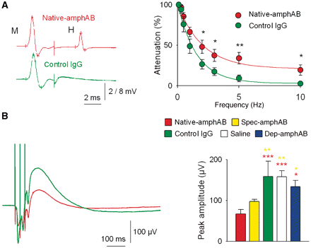 Reduced GABAergic spinal inhibition. (A) Left: in Hoffmann reflex recordings at 10 Hz stimulation, native-amphAB treated rats (n = 8) reached a plateau of H-wave amplitudes at 21% of the initial amplitude in contrast to the almost complete (3%) amplitude reduction in the control IgG group (n = 9). Right: representative Hoffmann reflex recordings with native-amphAB (upper trace) and with control IgG. (B) GABAergic dorsal root potentials evoked after a train of three stimuli (100 Hz) were significantly lowered in the native-amphAB (n = 10, red asterisks) and spec-amphAB groups (n = 17, yellow asterisks) compared with the control IgG (n = 15) and saline groups (n = 12) and rats treated with IgG depleted of anti-amphiphysin antibodies (n = 17) (*P < 0.05; **P < 0.01; ***P < 0.001).