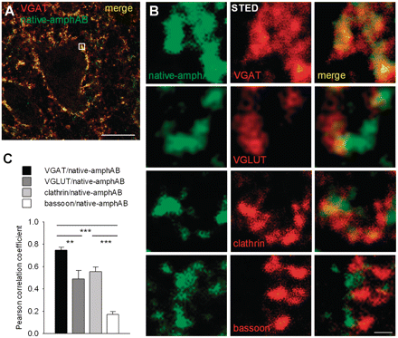 Presynaptic localization of intrathecally injected anti-amphiphysin antibodies. (A) Double immunofluorescence labelling anti-human IgG and the presynaptic markers VGAT, showed punctate staining around motor neurons and dendrites in the anterior horn of the spinal cord (scale bar: 20 µm). Staining for VGLUT, clathrin and bassoon gave similar patterns. (B) Stimulation emission depletion high-resolution microscopy from an area of interest (small square in the left panel) revealed almost complete overlay of human IgG with VGAT, partial overlay with VGLUT and clathrin, and largely adjacent staining with the active zone marker bassoon, indicating presynaptic enrichment of injected anti-amphiphysin antibodies (scale bar: 500 nm). (C) The amount of colocalization was determined using volumetric data and calculating Pearson’s correlation coefficient (**P < 0.01; ***P < 0.001).