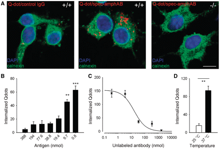 Specific neuronal uptake of anti-amphiphysin antibodies. (A) Confocal microscopy of dissociated hippocampal neurons incubated with quantum dot (Qdot) and stained with the intracellular marker calnexin showed internalization of anti-amphiphysin antibodies in wild-type neurons (+/+), but only minimal neuronal uptake of tagged control IgG. No specific internalization of anti-amphiphysin antibodies was observed with neurons from amphiphysin knockout mice (−/−) (scale bar: 10 µm). (B) Preabsorption with the antigen by pre-incubation of tagged spec-amphAB with recombinant amphiphysin resulted in a concentration dependent decrease of free binding sites of the antibodies and lead to diminished uptake of anti-amphiphysin antibodies (saturated conditions from 38.8 nmol). (C) Pre-incubation with tagged spec-amphAB (46 nmol) and various amounts of unlabelled spec-amphAB revealed a decrease of internalized antibodies with increasing amounts of unlabelled antibodies, confirming the epitope-specific binding and subsequent uptake of anti-amphiphysin antibodies. Fitting a Hill equation, Q = Qmax × EC50/(EC50 + Ab) resulted in an EC50 of 15.7 nmol (Q, number of internalized Qdots; Ab, concentration of unlabelled antibody). (D) Reducing temperature resulted in a marked decrease of internalized tagged spec-amphAB (**P < 0.01; ***P < 0.001) indicating a temperature-sensitive uptake mechanism.
