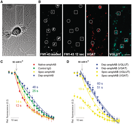 Vesicle endocytosis and subsequent transmitter release is preferentially affected in GABAergic synapses. (A and B) Synaptic boutons of dissociated hippocampal neurons were loaded with FM dye 1–43. Destaining by vesicle exocytosis was elicited using brief stimulation with 90 mM K+ and images were taken every 2 s. GABAergic (circles) and glutamatergic (squares) synapses were identified after the live imaging by VGAT und VGLUT immunofluorescence [inset in (A); scale bar: 20 µm (A), 50 µm (B)]. (C) Analysis revealed a faster-destaining time course of synapses treated with native-amphAB (n = 3 experiments; 116 boutons analysed) or spec-amphAB (n = 4; 133 boutons) compared with dep-amphAB (n = 4; 134 boutons) or control IgG (n = 4; 164 boutons) (P < 0.05). (D) Differentiating between GABA- and glutamatergic synapses-revealed slightly faster destaining of glutamatergic synapses after pretreatment with spec-amphAB (n = 3; 61 boutons) compared with dep-amphAB (n = 3; 63 boutons) (P < 0.01, 15–18 s after the start of destaining). However, in GABAergic synapses (n = 3; 66 boutons), the initial FM dye loading intensity was markedly reduced (P < 0.001) compared with glutamatergic synapses (within the same experiments) and to both kinds of synapses pre-treated with dep-amphAB (n = 3, 64 boutons for GABAergic synapses). This indicates insufficient endocytosis resulting in a diminished number of releasable vesicles.