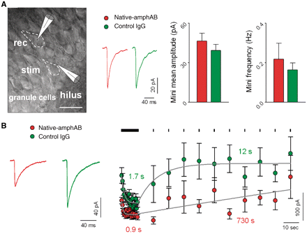(A) Whole-cell recording of granule cells (cell margins marked by dashed lines) in the hippocampal dentate gyrus showed only minor and not significant differences in amplitude or frequency of GABAergic miniature inhibitory postsynaptic currents when slices were pre-incubated with native-amphAB or control IgG (examples are averaged traces from single experiments; stim, stimulating electrode; rec, recording electrode; scale bar: 20 µm). (B) Analysis of mean inhibitory postsynaptic currents amplitudes during high frequency stimulation (10 Hz) showed significantly lower amplitudes in native-amphAB treated slices during the first phase of the train response (P < 0.001 for stimuli 10–20, P < 0.05 for stimuli 20–30) and in the recovery period (P < 0.05; native-amphAB: n = 7, control IgG: n = 10). Traces show averaged responses from two single experiments during train stimulation. After high-frequency stimulation, GABAergic inhibitory postsynaptic currents decline faster in native-amphAB treated cells compared with control IgG (τ = 0.9 s versus 1.7 s) and also the recovery of inhibitory postsynaptic currents amplitudes is substantially slower after the train stimulation (τ = 730 s versus 12 s).