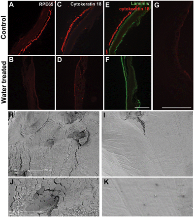 Rat Bruch’s membrane preparation and confirmation of RPE layer removal. Immunostaining for RPE-65, demonstrating the presence of the RPE layer in control HBSS-treated sample (A) and its absence in a water treated sample (B). (C and D) Immunostaining for cytokeratin 18 demonstrating efficient removal of the RPE layer after water treatment. Immunostaining for laminin and cytokeratin 18 shows the presence of intact laminin rich basement membrane in both control treated (E) and water treated samples (F). Scale bar = 250 µm. (G) Staining negative control for RPE-65 and cytokeratin 18. Scanning electron micrographs of the subretinal surface in HBSS control treated (H) and water treated (I) samples. Water treatment leads to complete removal of the hexagonal shaped RPE cell monolayer exposing the smooth Bruch’s membrane underneath. Scale bar = 200 µm. High magnification scanning electron micrographs of HBSS control treated (J) and water treated (K) samples. Scale bar = 50 µm.