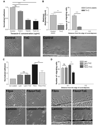 Effect of TN-C on RPE cell adhesion and migration. (A) TN-C inhibits RPE cell adhesion in a dose responsive manner. Maximal inhibition is achieved at 10 µg/ml of TN-C. Control corresponds to adhesion on non-coated glass coverslips. (ANOVA: *P < 0.05, ***P < 0.001). (B) TN-C inhibits the number of cells and the maximum distance of migration from the edge of coverslip (t-test *P < 0.05, ***P < 0.001). (C) TN-C mixed with laminin (Lam) or fibronectin (Fibro). TN-C inhibits adhesion to fibronectin although it has no effect on adhesion to laminin. (D) TN-C mixed with laminin or fibronectin. TN-C inhibits migration on fibronectin although it has no effect on migration on laminin. n = 3 (ANOVA: *P < 0.05, **P < 0.01).