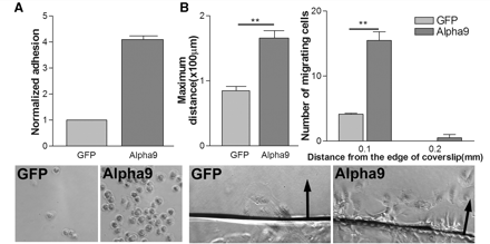 Effect of α9 integrin expression on RPE cell adhesion and migration on TN-C. (A) Alpha9 expression increases RPE cell adhesion compared to GFP-expressing control RPE cells. Adhesion levels normalized to control GFP cells. n = 3 (t-test *P < 0.05, ***P < 0.001). (B) α9 expression increases the maximum distance of migration and the number of cells migrating from the edge of coverslip compared to GFP control cells. Arrows point to the direction of cell migration away from the edge of coverslip. n = 3 (t-test: *P < 0.05, **P < 0.01).
