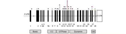 Diagrammatic representation of the OPA1 gene with the location of mutations resulting in DOA+ syndromes. The mutation type is indicated by (i) red stars (missense); (ii) grey squares (nonsense); (iii) blue circles (splice site); and (iv) green triangles (deletion). CC = coiled-coil domain; GE = GTPase effector domain; UTR = untranslated region.