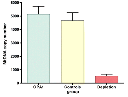Comparison of mtDNA copy number in homogenate skeletal muscle DNA from patients with OPA1 mutations (mean = 5144, SD = 2843, n = 24) with age-matched healthy controls (mean = 4669, SD = 2640, n = 20, P = 0.5719), and patients with mtDNA depletion syndromes (mean = 524, SD = 345, n = 6, P = 0.0005). The error bars represent the standard error of the mean.