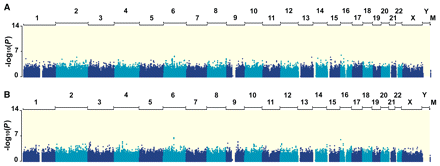 Manhattan plots for genome-wide association-analysis results. −log10P-values of the logistic regression test (A) and the Cochran–Mantel–Haenszel test (B) for quality-control-positive SNPs are plotted against SNP positions on each chromosome. Chromosomes are shown in alternating colours for clarity.