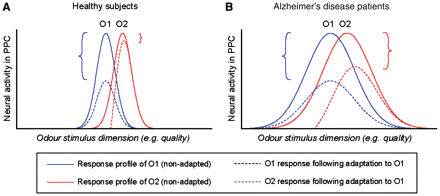 Schematic model illustrating the disruption of odour quality coding in Alzheimer’s disease and its impact on olfactory cross-adaptation. (A) In healthy subjects, the tuning curves in PPC demonstrate a modest degree of population overlap for two qualitatively distinct odourants (O1, solid blue line; O2, solid red line). Initial presentation of O1 induces adaptation of O1-responsive neurons (dashed blue line) and a reduction in neural activity (blue bracket). However, because some of the O1 neurons also respond to O2, the presentation of O1 will induce adaptation in a subset of O2-responsive neurons (red dashed line), resulting in a small reduction of neural activity when O1 is sequentially followed by O2 (red bracket). (B) In patients with Alzheimer’s disease, the prediction is that a loss of coding specificity for odour quality will yield wider and more overlapping tuning curves for O1 and O2. As a consequence, initial presentation of O1 will elicit adaptation in a larger subset of O2-responsive neurons (red dashed line), with a correspondingly greater decline in neural activity when O1 is followed by O2 (red bracket), and similar in magnitude to that elicited by repeated presentations of O1 (blue bracket).
