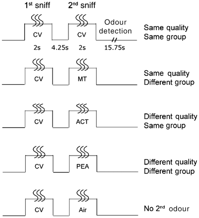 Experimental paradigm. Four odourant pairs systematically varying in odour quality and odourant functional group were presented in an olfactory cross-adaptation paradigm, constituting a 2 × 2 factorial design. A fifth pair with odourant as the first sniff and odourless air as the second sniff was presented as a filler trial. Examples of the odourant pairings that comprise the different conditions are shown here. ACT = acetophenone; CV = carvone; MT = menthol; PEA = phenethyl alcohol.