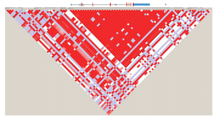 Linkage disequilibrium pattern at the TMEM106B locus. Linkage disequilibrium plot for Hapmap2 CEU data, D′/LOD colour scheme, interval 12.200–12.270 kb. The linkage disequilibrium structure delineates a 36 kb block including only the TMEM106B gene. The relative position of the three replicated SNPs from the genome-wide association study are indicated by ‘X’.