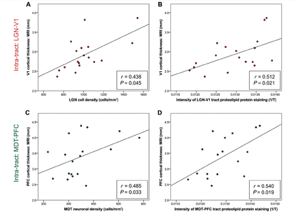 Significant ‘intra-tract’ correlations between MRI cortical thickness and both (A and C) a measure of thalamic nucleus cell density and (B and D) the intensity of staining for proteolipid protein (‘level of myelination’) in both LGN-V1 and MDT-PFC. T = light transmittance.