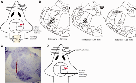Experimental set-up and overview of stimulation sites. (A) Experimental set-up for stimulation of the superior salivatory nucleus (SuS) and recording in the trigeminocervical complex. (B) Locations of lesion sites in the area of the superior salivatory nucleus where stimulation took place. Stimulation sites in regions 1.32–1.56 mm behind the interaural point highlight that the superior salivatory nucleus was located as the stimulation site in each case, and also the proximity of the facial nerve was <250 µm from the stimulation site and therefore likely to be simultaneously activated even if motor responses were not observed. (C) Example lesion mark in an area proximate to the superior salivatory nucleus. (D) Experimental set-up for stimulation of the superior salivatory nucleus and measurement of changes in blood flow of the lacrimal duct/sac using laser Doppler flowmetry. 4V = fourth ventricle; 7 n = VIIth nerve; g7 = genu of the facial nerve; MMA = middle meningeal artery; Pr5VL = principle sensory trigeminal nucleus (ventrolateral part); sp5 = spinal trigeminal tract; Sp5O = spinal trigeminal nucleus oralis.