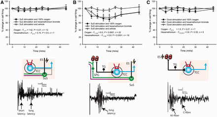 Response of 100% oxygen or hexamethonium bromide on dural-evoked and superior salivatory nucleus-evoked neuronal firing in the trigeminocervical complex (TCC). (A) Stimulation of the superior salivatory nucleus (SuS) evoked two populations of neuronal firing in the trigeminocervical complex, which has either a shorter or longer latency of firing (as indicated by the arrows). When 100% oxygen treatment was given for 15 min, or after treatment with the autonomic nicotinic cholinergic receptor blocker, hexamethonium bromide, there was no effect on the firing of these shorter latency responses (3–20 ms). It is believed that this evoked firing is a consequence of antidromic stimulation of the trigeminal system within the brainstem (grey neuron). (B) Neurons that fired with a longer latency (9–40 ms) were significantly inhibited by treatment with either 100% oxygen (1 l/min) or hexamethonium bromide (10 mg/kg). It is thought that this evoked response is via a different mechanism, a result of direct stimulation of the parasympathetic outflow to the cranial vasculature (green neuron), which activates trigeminal nerve endings that innervate the cranial vasculature (black neuron), resulting in neuronal activation in the trigeminocervical complex. (C) Direct activation of trigeminal afferents through stimulation of the dural vasculature (black neuron) results in Aδ-fibre neuronal responses in the trigeminocervical complex, these responses were not inhibited with treatment of either 100% oxygen or hexamethonium bromide. *P < 0.005 compared with baseline control. ES = electrical stimulation.