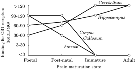 Unlike neuronal tissue, fibre-enriched structures become depleted of cannabinoid (CB) receptors as the rat brain matures. This leads to the hypothesis that axonal microstructure in the developing brain might be particularly reactive to exogenous cannabis exposure. Data extracted from Romero et al. (1997).
