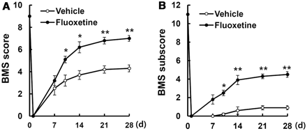 Fluoxetine improves functional recovery after spinal cord injury. After spinal cord injury, mice were treated with fluoxetine and functional recovery was assessed with the Basso Mouse Scale (BMS) score (A) and Basso Mouse Scale subscore (B). Each value represents the mean ± SEM (n = 15/group). *P < 0.05, **P < 0.01 versus vehicle controls.