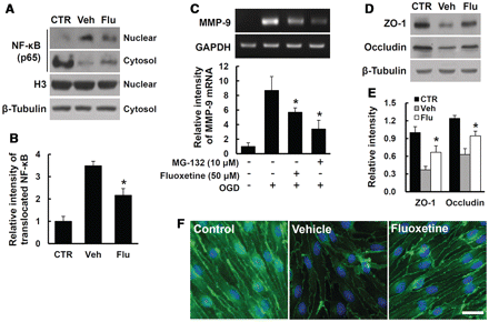 Fluoxetine inhibits NFκB dependent MMP9 expression and loss of tight junction proteins in endothelial cells after oxygen–glucose deprivation/reoxygenation. bEnd.3 cells were pretreated with vehicle, fluoxetine (50 μm) or MG-132 (10 μm) for 30 min before oxygen–glucose deprivation. (A) Western blot analysis of NFκB in nuclear and cytoplasmic extracts using NFκB p65 antibody at 1 h reoxygenation after oxygen–glucose deprivation for 6 h. Beta-tubulin and histone 3 were used as internal controls (CTR) of protein loading for cytosol and nuclear fraction, respectively. (B) Densitometric analyses of western blots for translocated (activated) NFκB. (C) Reverse transcriptase PCR for MMP9 at 1 h reoxygenation after oxygen–glucose deprivation (OGD) for 6 h. (D) Western blots for ZO-1 and occludin in bEnd.3 cell lysate treated with vehicle or fluoxetine (Flu) at 6 h reoxygenation after oxygen–glucose deprivation for 6 h. (E) Densitometric analyses of western blots. (F) Immunocytochemistry from fixed bEnd.3 cells at 6 h reoxygenation after oxygen–glucose deprivation for 6 h. Scale bar = 30 μm. All data represent mean ± SD from five separate experiments. *P < 0.05 versus vehicle control.