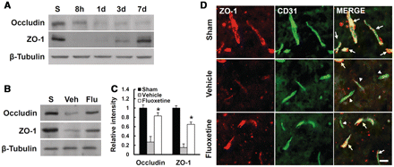 Fluoxetine inhibits disruption of tight junction after spinal cord injury. After injury, mice were treated with fluoxetine (10 mg/kg) and total spinal extracts or tissue sections at 1 day after injury were prepared as described (n = 4/group). (B) Western blots of occludin and ZO-1 at 1 d after injury. (C) Densitometric analyses of western blots. Data represent mean ± SD. *P < 0.05 versus vehicle control. (D) Representative micrographs showing double immunofluorescence with ZO-1 and CD31 (endothelial cell marker) at 500 μm caudal to the lesion epicentre. Scale bar = 10 μm.