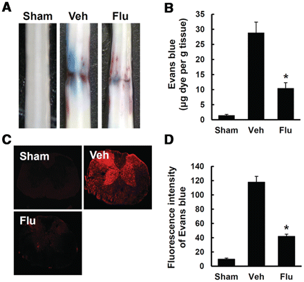 Fluoxetine inhibits the increase in blood–spinal cord barrier permeability after spinal cord injury. After spinal cord injury, mice were treated with fluoxetine and blood–spinal cord barrier permeabitliy was measured at 1 day after injury by using Evan's Blue dye (n = 5/group). (A) Representative whole spinal cords showing Evan's Blue dye permeabilized into spinal cord at 1 day. (B) Quantification of the amount of Evan's Blue. (C) Representative confocal images of an Evan's Blue extravasation at 1 mm caudal to the lesion epicentre at 1 day after spinal cord injury. (D) Quantification of the fluorescence intensity of Evan's Blue. All data represent mean ± SD. *P < 0.05 versus vehicle controls.