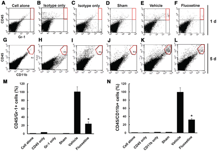 Fluoxetine inhibits infiltration of neutrophils and macrophages after spinal cord injury. After spinal cord injury, mice were treated with fluoxetine (10 mg/kg) and blood cells infiltrated into injured spinal cord at 1 and 5 days were prepared and analysed by flow cytometry after staining with Gr-1/CD45 (neutrophil markers) and CD11b/CD45 (macrophage markers) antibodies (n = 4/group). Density plots of the gated region without fluorescent-conjugated antibodies (A, G) or with isotype-matched control antibodies (B, C, H, I) as control experiments, and density plot of representative sham (D, J), vehicle (E, K) and fluoxetine (F, L) treated spinal cord samples. (M–N) Quantification of Gr-1high/CD45high for neutrophils (M) at 1 day and CD11bhigh/CD45high for macrophages (N) at 5 days after injury as a percentage of vehicle controls. Data represent mean ± SD. *P < 0.05 versus vehicle controls.