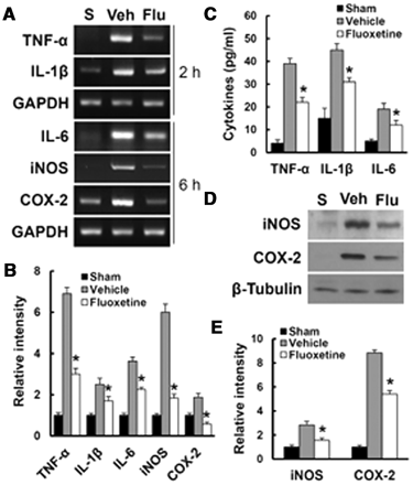 Fluoxetine inhibits the expression of cytokines and inflammatory mediators after spinal cord injury. Total RNA and protein extracts from vehicle or fluoxetine-treated spinal cords at indicated time points after injury were prepared. (A) Reverse transcriptase PCR of TNFα, IL1β (at 2 h), IL6, COX2 and inducible nitric oxide synthase (iNOS) (at 6 h) in sham, vehicle-treated and fluoxetine-treated spinal cords after injury (n = 3/group). (B) Quantitative analysis of reverse transcriptase PCR. (C) ELISA of TNFα, IL1β, IL6 at 1 day in sham, vehicle-treated and fluoxetine-treated spinal cords after injury (n = 5/group). (D) Western blots of inducible nitric oxide synthase and COX2 at 1 day in sham, vehicle-treated and fluoxetine-treated spinal cords after injury (n = 5/group). (E) Quantitative analyses of western blots. Data represent mean ± SD. *P < 0.05 versus vehicle controls.
