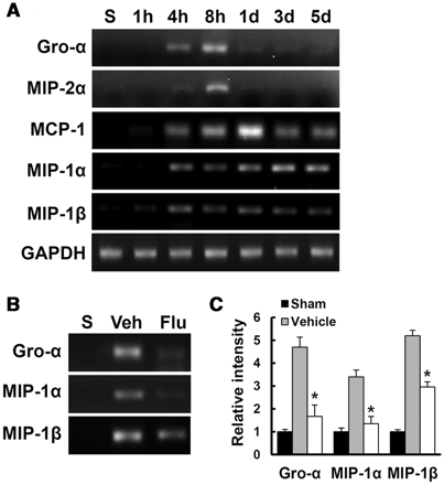 Fluoxetine inhibits the expression of chemokines induced after spinal cord injury. Total RNA from vehicle or fluoxetine-treated samples at indicated time points after injury were prepared (n = 3/group). (A) Reverse transcriptase PCR of Gro-α, MIP2α, MCP1, MIP1α and MIP1β messenger RNA expression after injury. (B) The effect of fluoxetine on Gro-α, MIP1α and MIP1β expression at 1 day after injury. (C) Quantitative analysis of reverse transcriptase PCR. Data represent mean ± SD. *P < 0.05 versus vehicle controls.