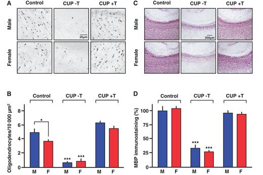 Testosterone therapy induces the replenishment with CA II+ oligodendrocytes and the recovery of MBP+ myelin in the chronically demyelinated corpus callosum of both castrated male (M) and ovariectomized female (F) mice. (A and B) The corpus callosum remained depleted of oligodendrocytes after 12 weeks of cuprizone (CUP) feeding followed by a treatment with empty subcutaneous Silastic® implants for 6 weeks (−T). The administration of Silastic® implants filled with testosterone (+T) during 6 weeks after cuprizone withdrawal restored the number oligodendrocytes in both sexes [overall effect F(1, 31) = 576, P ≤ 0.001; effect of testosterone treatment F(2, 31) = 104, P ≤ 0.001; sex difference in response F(2, 31) = 1.55, P = 0.22] (n = 9–17 per group). (C and D) Cuprizone feeding also strongly reduced myelin basic protein immunostaining, which recovered after testosterone treatment (+T) [overall effect F(1, 57) = 1569, P ≤ 0.001; effect of treatment F(2, 57) = 142, P ≤ 0.001; sex difference in response F(2, 57) = 1.39, P = 0.25] (n = 6–14 per group). Results are presented as mean ± SEM (% of control for myelin basic protein immunostaining) and were analysed by two-way ANOVA (treatment × sex) followed by Newman-Keuls post hoc tests. Significance: ***P ≤ 0.001 when compared with control or testosterone-treated mice, *P ≤ 0.05 as indicated.
