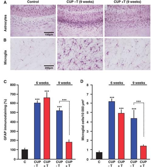 The activation of astrocytes and microglial cells in response to cuprizone-induced demyelination is markedly attenuated by prolonged testosterone treatment. (A and C) Cuprizone-induced demyelination induced strong astrogliosis in the corpus callosum of castrated male mice. Administration of testosterone (T) for 6 weeks following cuprizone (CUP) withdrawal did not significantly affect glial fibrillary acidic protein staining intensity. However, after 9 weeks of testosterone therapy, glial fibrillary acidic protein staining was downregulated to control (C) levels [group differences F(4, 19) = 54.5, P ≤ 0.001] (n = 4–6 per group). (B and D) Cuprizone-induced demyelination also strongly increased the number of activated Iba1+ microglial cells within the corpus callosum. Similarly to astrogliosis, microglial activation was reduced to control levels after 9 weeks of testosterone treatment, but not after 6 weeks [group differences F(4, 23) = 27.3, P ≤ 0.001] (n = 4–8 per group). Values represent means ± SEM and were analysed by one-way ANOVA followed by Newman-Keuls post hoc tests. Significance: ***P ≤ 0.001 when compared with control mice or as indicated.