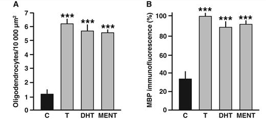 After cuprizone-induced chronic demyelination of the corpus callosum, the remyelinating effect of testosterone (T) can be mimicked by its non-aromatizable metabolite 5α-DHT and by the potent androgen receptor ligand 7α-methyl-19-nortestosterone (MENT). (A) Treatment of castrated males after cuprizone withdrawal for 6 weeks with a Silastic® implant filled with testosterone, 5α-DHT or 7α-methyl-19-nortestosterone efficiently replenished the number of CA II+ oligodendrocytes. The number of oligodendrocytes remained low in controls (C) receiving an empty implant [group differences F(3, 24) = 62, P ≤ 0.001] (n = 5–7 per group). (B) Treatment with testosterone, 5α-DHT or 7α-methyl-19-nortestosterone also efficiently restored myelin basic protein immunoreactive myelin, whereas myelin basic protein immunofluorescence remained low in controls. Results are expressed as % of myelin basic protein immunofluorescence in normal males [group differences F(3, 25) = 25.2, P ≤ 0.001] (n = 5–13 per group). Values represent means ± SEM and were analysed by one-way ANOVA followed by Newman-Keuls post hoc tests. Significance: ***P ≤ 0.001 when compared with the corresponding controls.