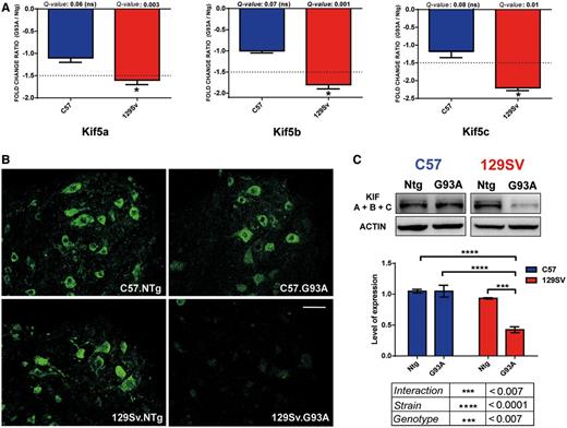Analysis of KIF5A; KIF5B; KIF5C expression at disease onset. (A) Kif5a; Kif5b and Kif5c messenger RNA levels are specifically reduced in the 129Sv-SOD1G93A motor neurons (Kif5a, fold-change = −1.6; Kif5b, fold-change = −1.8; Kif5c, fold-change = −2.2). Messenger RNA levels are reported as mean fold-change ratio (±SE) between SOD1G93A (n = 4) and non-transgenic (n = 4) mice in 129Sv-SOD1G93A and C57-SOD1G93A motor neurons (dotted line defines the fold-change of −1.5). Q-values were generated from PPLR using the following formula: Q-val[i] = mean (1 − PPLR[1:i]); *Q-value ≤ 0.01; ns = not significant. (B) Immunohistochemical comparison performed at disease onset on lumbar spinal cord of C57-SOD1G93A, 129Sv-SOD1G93A and non-transgenic littermates showing: (i) the expression of KIF5A + B + C by motor neurons; and (ii) lower levels of the three proteins in motor neurons from 129Sv-SOD1G93A mice. Scale bar = 50 µm. (C and D) KIF A + B + C western blot analysis on longitudinally dissected lumbar ventral spinal cord protein extracts from C57-SOD1G93A, 129Sv-SOD1G93A, and non-transgenic littermates at disease onset. Immunoreactivity was normalized to β-actin. Densitometric analysis of KIF A + B + C levels confirm the immunohistochemical findings. Data are reported as the mean ± SE of four mice per group. Two-way statistical analysis shows significant interaction (F int. = 20.75) due to strain (129Sv; C57 − F = 44.41) and genotype (non-transgenic; G93A − F = 20.75). Tukey’s post hoc ***P < 0.001; ****P < 0.0001.