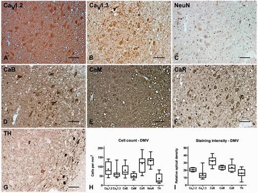 Representative immunohistochemistry staining and quantification in the dorsal motor nucleus of the vagus nerve of normal brain. Representative immunohistochemistry staining of CaV1.2 (A), CaV1.3 (B), neuronal nuclei (NeuN, C), calbindin (CaB, D), calmodulin (CaM, E), calreticulin (CaR, F) and tyrosine hydroxylase (TH, G) in the DMV of normal brain showing labelling of the cholinergic principal neurons in this region together with some tyrosine hydroxylase-positive neurons particularly around the medial edge of the nucleus. Box and whisker plots of stereological cell counts (H) and densitometry of relative staining intensity (I) in the DMV. Box = 25th and 75th percentiles; line = median; + = mean; whiskers = 5th and 95th percentiles. Scale bar = 100 µm.