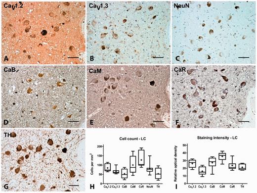 Representative immunohistochemistry staining and quantification in the locus coeruleus of normal brain. Representative immunohistochemistry staining of CaV1.2 (A), CaV1.3 (B), neuronal nuclei (NeuN, C), calbindin (CaB, D), calmodulin (CaM, E), calreticulin (CaR, F) and tyrosine hydroxylase (TH, G) in the locus coeruleus (LC) of normal brain showing labelling of the noradrenergic principal neurons in this region. Box and whisker plots of stereological cell counts (H) and densitometry of relative staining intensity (I) in the locus coeruleus. Box = 25th and 75th percentiles; line = median; + = mean; whiskers = 5th and 95th percentiles. Scale bar = 100 µm.