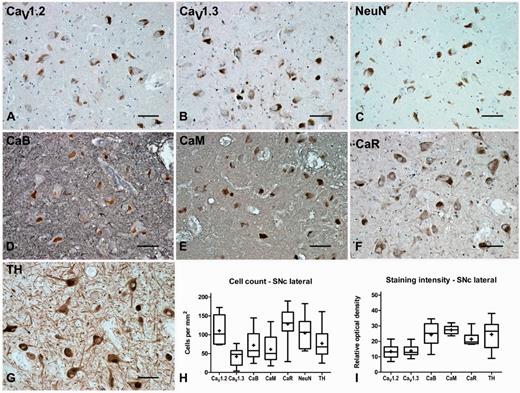 Representative immunohistochemistry staining and quantification in the substantia nigra pars compacta of normal brain. Representative immunohistochemistry staining of CaV1.2 (A), CaV1.3 (B), neuronal nuclei (NeuN, C), calbindin (CaB, D), calmodulin (CaM, E), calreticulin (CaR, F) and tyrosine hydroxylase (TH, G) in the substantia nigra pars compacta (SNc) of normal brain showing labelling of the dopaminergic principal neurons in this region. Box and whisker plots of stereological cell counts (H) and densitometry of relative staining intensity (I) in the substantia nigra pars compacta. Box = 25th and 75th percentiles; line = median; + = mean; whiskers = 5th and 95th percentiles. Scale bar = 100 µm.