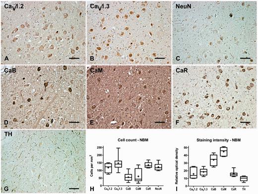 Representative immunohistochemistry staining and quantification in the nucleus basalis of Meynert of normal brain. Representative immunohistochemistry staining of CaV1.2 (A), CaV1.3 (B), neuronal nuclei (NeuN, C), calbindin (CaB, D), calmodulin (CaM, E), calreticulin (CaR, F) and tyrosine hydroxylase (G) in the nucleus basalis of Meynert (NBM) of normal brain showing labelling of the cholinergic principal neurons in this region. Box and whisker plots of stereological cell counts (H) and densitometry of relative staining intensity (I) in the nucleus basalis of Meynert (NBM). Box = 25th and 75th percentiles; line = median; + = mean; whiskers = 5th and 95th percentiles. Scale bar = 100 µm.