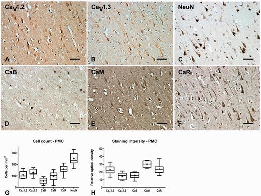Representative immunohistochemistry staining and quantification in primary motor cortex of normal brain. Representative immunohistochemistry of CaV1.2 (A), CaV1.3 (B), neuronal nuclei (NeuN, C), calbindin (CaB, D), calmodulin (CaM, E) and calreticulin (CaR, F) in primary motor cortex (PMC) of normal brain showing labelling of pyramidal and multipolar neurons in this region. Box and whisker plots of stereological cell counts (G) and densitometry of relative staining intensity (H) in the primary motor cortex. Box = 25th and 75th percentiles; line = median; + = mean; whiskers = 5th and 95th percentiles. Scale bar = 100 µm.