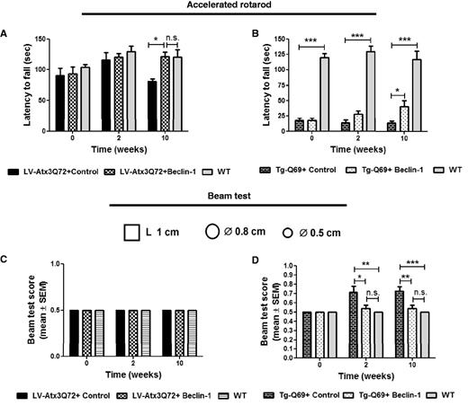Beclin–1 improves balance and motor coordination deficits in lentiviral based and transgenic mouse models of polyglutamine disease. (A and B) Accelerated Rotarod test. Mice were forced to walk on accelerated rotarod apparatus (4–40 rpm in 5 min). Latency to fall was measured for each time point for the LV-Atx3Q72 model (A) and Tg-Q69 model (B). Beclin 1 administration significantly improved the motor performance of LV-Atx3Q72 mice (A) when compared to GFP/control at 10 weeks post-injection. Note that at this time point beclin 1-treated mice were not statistically different from non-injected wild-type (WT) mice. Overexpression of beclin 1 in Tg-Q69 (B) led to improvement of motor coordination and balance along time, specially at 10 weeks post-injection. Note that the motor performance of these mice was significantly different from non-injected wild-type from the beginning of the study (T0). Results are expressed as mean ± SEM (n = 8; *P < 0.05; ***P < 0.001). (C and D) Modified beam test. The ability to hold for 15 s in a cylindrical 0.5 and 0.8 cm as well as 1 cm square beam was accessed in the lentiviral (C) and transgenic model (D). The score number reveals the beam in which mice were able to perform the test. No differences were observed between the lentiviral model and wild-type mice regarding this test (C). On the other hand control-treated Tg-Q69 mice showed lower performances when performing this test when compared to beclin 1-injected or non-injected wild-type mice already at 2 weeks post-injection (D). Note that beclin 1- treated mice are not statistically different from non-injected wild-type. Values are expressed as mean ± SEM (n = 8; *P < 0.05; **P < 0.01; ***P < 0.001).