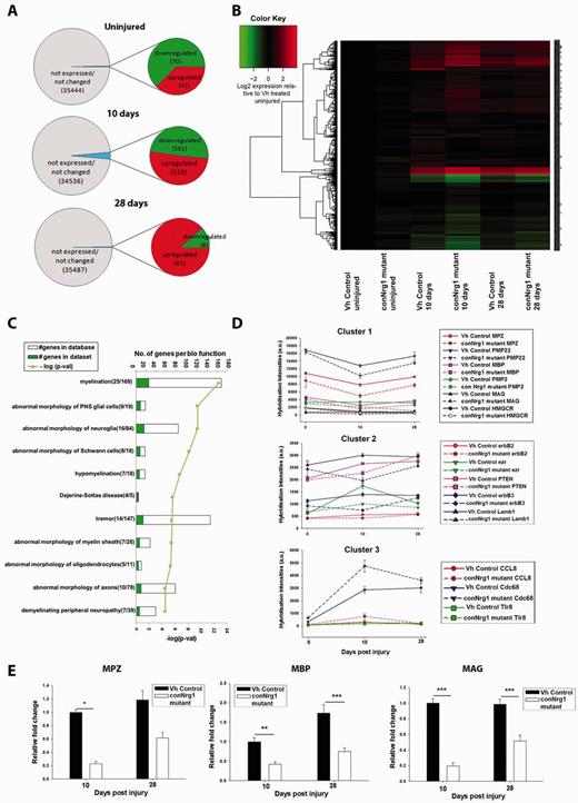 Myelin gene-related transcriptional changes in conditional Nrg1 mutants after peripheral nerve injury. (A) Comparison of sciatic nerve transcriptional profiles in conNrg1 and vehicle control animals in the naive state and at distinct time points (10 days and 28 days) after sciatic nerve crush. Out of a total of 35 556 transcripts probed in the mouse gene 1.0 ST microarray chip, only a very modest number were differentially expressed (P < 0.1, FDR) in uninjured states (top). In contrast, NRG1 ablation has a larger impact on gene expression 10 days after injury with ∼3% of the probes being differentially expressed (middle). At 28 days post-injury, the number of differentially expressed transcripts was similar to baseline levels. (B) Heat map representing levels of gene expression in all experimental groups for the subset of genes showing differential expression at the 10 day post-injury time point. Gene expression levels were normalized to uninjured nerve from vehicle control animals and values of expression were log2 transformed. (C) Ingenuity pathway analysis of all genes downregulated at 10 days post-injury in the conNRG1 animals revealed an enrichment for myelination-related biological function. Numbers in brackets represent number of genes with assigned biofunction in the data set/total number of genes assigned to this pathways based on literature curation. (D) Cluster analysis of coregulated genes (Pearson correlation ≥0.7, Biolayout Express 3D), revealed three main clusters. Graphical representation of hybridization intensities (average ± SEM) in each experimental group for illustrative example genes in each cluster. (E) Confirmation using real-time quantitative PCR of some of the transcriptional changes detected by microarrays. Levels of Mpz, Mbp and Mag, 10 and 28 days after injury. Messenger RNA expression levels were normalized to the reference gene GAPDH and depicted as relative fold change compared to uninjured nerve from vehicle control animals, (one-way ANOVA, post hoc Tukey,*P < 0.05 ***P < 0.001).