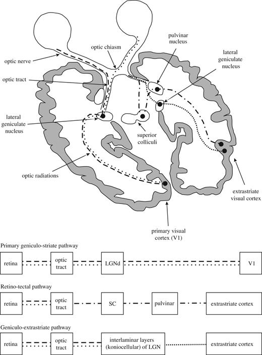 Schematic representation of the visual pathways. Beside the conscious geniculo-striate pathway (dashed lines), there are two subconscious visual pathways that do not pass through V1: the RCTA (dashed/dotted lines) and the RGES (closely spaced dotted lines). Of note, the discussed extension of the RCTA to the amygdala is not represented in the figure. For further explanations see text from Danckert and Rossetti (2005); with permission. LGN = lateral geniculate nucleus; SC = superior colliculus.