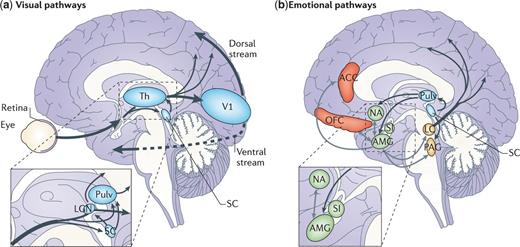 Cortical and subcortical pathways for vision and emotion. (a) The primary visual pathway (shown by thick arrows) originates from the retina and projects to the primary V1 in the occipital lobe via an intermediate station in LGN of Th. From V1, visual information reaches the extrastriate cortex along the ventral (occipitotemporal) and the dorsal (occipitoparietal) stream. However, a minority of fibres originating from the retina take a secondary route (shown by thin arrows) and reach both SC and Pulv. These two subcortical sites are connected and also send direct projections to the extrastriate visual cortex, bypassing V1. Another V1-independent visual pathway consists of the direct projections between the superior colliculus and LGN that, in turn, send efferents to extrastriate cortices in the dorsal stream. (b) The ‘emotion system' includes several cortical and subcortical areas. Among the subcortical structures are AMG and SI (shown in green), which are buried deeply in the temporal lobe and in the basal forebrain, respectively, NA in the basal ganglia (shown in green) and brainstem nuclei (shown in yellow), such as PAG and LC. Among cortical areas (shown in red) are OFC and ACC. The visual and emotional systems are extensively interconnected, especially at the subcortical level, where the superior colliculus is connected to the amygdala via the pulvinar. Direct connections also exist between subcortical and cortical emotion regions (for example, between the amygdala and OFC or ACC), between subcortical structures for emotions and cortical visual areas (for example, between the amygdala and temporal cortex) (not shown) and between brainstem nuclei and the cortex via diffuse projections (shown only from the LC). Grey arrows indicate connections within the emotion system. ACC = anterior cingulate cortex; AMG = amygdala; LC = Locus coeruleus; LGN = lateral geniculate nucleus; NA = nucleus accumbens; OFC = orbitofrontal cortex; PAG = periaqueductal grey; Pulv = pulvinar; SC = superior colliculus; SI = substantia innominata; Th = thalamus; V1 = primary visual cortex.