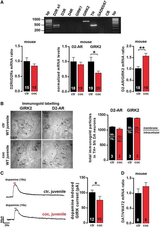 Functional expression of D2-autoreceptors (AR) [D2 short/long variants (s/l), D3, D4] and GIRK2 is not altered in juvenile SN DA neurons after in vivo induction of a transient high-dopamine state. (A, top) Agarose gel electrophoresis of multiplex nested reverse transcritpion PCR products identified D2 receptor (both splice variants) and GIRK2 as the molecular components of the D2-autoreceptors in SN DA neurons. Note the absence of D3 and D4 receptor, as well as GIRK1. Bottom: Quantitative analysis (reverse transcritpion quantitative PCR) of laser-microdissected (LMD) juvenile SN DA neurons showed no change in the ratio of D2 long and D2 short splice variant expression levels, after cocaine in single SN DA neurons (saline, n = 15, 1 ± 0.12; cocaine, n = 15, 0.85 ± 0.07; P = 0.29; Mann-Whitney test). Further, no changes in D2-autoreceptors (relative messenger RNA levels normalized to saline controls: saline, n = 18, 1 ± 0.14; cocaine, n = 19, 0.90 ± 0.08; P = 0.73; Mann-Whitney test), D3 or D4 receptor messenger RNA (data not shown, as no signal was detected. D3 receptor: saline, n = 6; cocaine: n = 6; D4 receptor: saline, n = 6; cocaine, n = 6) were detected. GIRK2 messenger RNA levels were also decreased rather than increased after in vivo cocaine (saline, n = 19, 1 ± 0.15; cocaine, n = 20, 0.62 ± 0.07; *P = 0.04; Mann-Whitney test; note the significantly altered D2-autoreceptor/GIRK2 ratios after cocaine due to decreased GIRK2-levels; saline, n = 18, 1 ± 0.08; cocaine, n = 19, 1.57 ± 0.12; **P = 0.002; Mann-Whitney test). All data given as mean ± SEM normalized to controls. (B, left) Pre-embedding double-immunolabelling at electron microscopy level for D2-autoreceptors and GIRK2 in TH-positive SN DA neurons 3 days after saline/cocaine in vivo injection of juvenile wild-type mice (n = 3 animals each; arrows point to immunogold labelling at extrasynaptic plasma membrane and crossed arrows at intracellular sites). Right: No significant differences in immunoreactivity or subcellular localization of D2-autoreceptor protein (n = 3 animals each; saline, 1107.3 ± 8.7; cocaine, 1034.3 ± 33.5; P = 0.2; Mann-Whitney test), and GIRK2 protein (n = 3 animals each; saline, 1408.3 ± 9.1; cocaine, 1396.3 ± 7.1; P = 0.4; Mann-Whitney test). (C, left) Representative traces of dopamine evoked GIRK currents in juvenile SN DA neurons recorded in whole-cell voltage-clamp in vitro in the presence of 100 µM tolbutamide and 20 µM ZD7288 to block ATP-sensitive potassium channels (K-ATP) and hyperpolarization-activated cyclic nucleotide-gated (HCN) channels. Right: Mean dopamine-evoked GIRK current amplitudes were not increased, but significantly reduced after in vivo cocaine in juvenile SN DA neurons (saline, n = 12, 101.48 ± 7.69 pA; cocaine, n = 10, 75.88 ± 12.74 pA; *P = 0.03; Mann-Whitney test). (D) DAT/VMAT2 messenger RNA ratios in juvenile SN DA neurons, defining their individual dopamine-release capacity, were not altered after in vivo cocaine (normalized ratios: saline, n = 8, 1 ± 0.14; cocaine, n = 8, 1.23 ± 0.13; P = 0.29; Mann–Whitney test). Data are given as mean ± SEM.