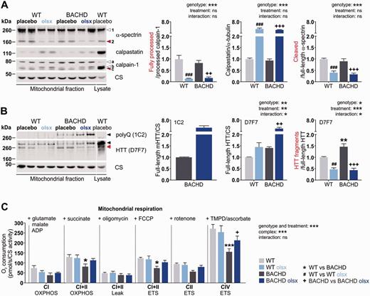 Olesoxime reduces the activation of mitochondrial calpains and mitochondria-associated HTT fragments and restores mild respiratory deficits in BACHD rats. (A) Calpain activation was investigated in cerebral mitochondria-enriched heavy membranes (mitochondrial fraction) from 13-month-old rats by western blot analysis of the protease calpain-1, its endogenous inhibitor calpastatin and cleavage substrate α-spectrin, in cortical and striatal lysates. Arrowhead 1 = full-length α-spectrin; arrowhead 2 = α-spectrin fragment; arrowhead a = full-length calpain-1; arrowhead b = processed calpain-1; arrowhead c = further processed calpain-1 (active calpain-1 refers to the ratio c/b); citrate synthase (CS) = loading control. (B) Full-length and fragment forms of mutant HTT were assessed in cortical and striatal lysates from 13-month-old rats using the HTT-specific D7F7 and the polyglutamine-specific 1C2 antibodies. Black arrowheads = full-length mutant HTT; grey arrowhead = full-length endogenous rat HTT; red arrowheads = HTT fragments. One sample of wild-type cortex lysate was loaded to demonstrate the enrichment of the mitochondrial marker citrate synthase in the mitochondrial fraction. (C) Mitochondrial respiratory chain activity was assessed by measuring oxygen consumption of isolated cerebral mitochondria from 13-month-old rats. Addition of substrates and inhibitors was performed as indicated in the figure and described in detail in the ‘Materials and methods’ section. CIOXPHOS = complex I-fueled respiration; CI + IIOXPHOS = complex I- and II-fueled respiration; CI+IILEAK = membrane leakage; CI+IIETS = maximum respiratory capacity; CIIETS = maximum capacity dependent on complex II; CIVETS = maximum capacity dependent on complex IV; ns = not significant. Oxygen consumption rates were normalized to citrate synthase activity. */#/+P < 0.05; **/##/++P ≤ 0.01 and ***/###/+++P ≤ 0.001.