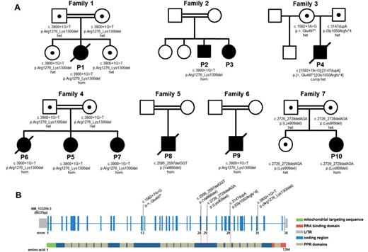 Family pedigrees and LRPPRC mutations and gene structure. (A) Pedigrees of the seven families with mutations in the LRPPRC gene. (B) A graphical representation of the LRPPRC gene structure illustrating mutated residues identified within the seven affected families. The coding regions are shown in blue and the predicted mitochondrial targeting sequence of the protein in green. The RNA binding domain is represented in red, while the 20 PPR domains are shown in beige.