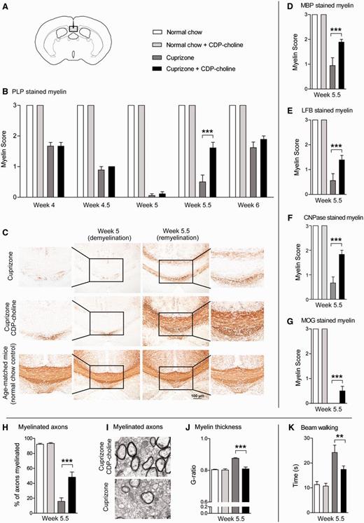 CDP-choline accelerates remyelination after cuprizone-induced demyelination. CDP-choline increased remyelination in the corpus callosum of mice 0.5 weeks after cuprizone withdrawal. Mice were fed with cuprizone for 5 weeks to analyse demyelination. After 5 weeks cuprizone was withdrawn and mice were allowed to remyelinate. The extent of myelination was judged by scoring of PLP (B and C), MBP (D), LFB (E), CNPase (F), and MOG (G) stained brain sections. In CDP-choline treated mice at Week 5.5, electron microscopy of the corpus callosum presents higher numbers of myelinated axons (H and I) and lower G-ratios of the myelinated axons (J) indicating a higher thickness of myelin when compared with cuprizone controls. K represents decreased motor coordination deficits in the beam walking test of CDP-choline treated mice during remyelination at Week 5.5. In A the box marks the area of the brain coronal section that represents the middle part of the corpus callosum of which camera images were taken. Bars represent mean ± SEM, **P < 0.01, ***P < 0.001, n = 6 per time point and group (histology and immunohistochemistry), n = 3 per treated group (electron microscopy).