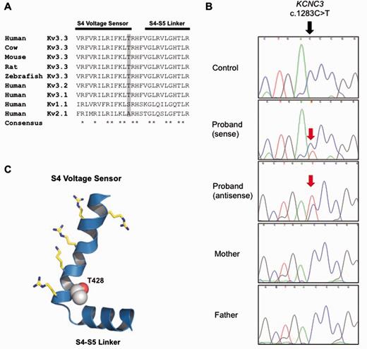 A novel de novo mutation predicted to affect the S4 voltage-sensor of Kv3.3. (A) The high degree of amino acid conservation (asterisk) in the voltage-sensor S4 helix and S4-S4 linker region of human Kv3.3 and related species. This region is also highly conserved in the paralogous channels KCNC1 (Kv3.1) and KCNC2 (Kv3.2). Threonine 428 in KCNC3 (Kv3.3) is highlighted in grey and is absolutely conserved between species. (B) Sanger sequencing of the patient and parents to show that the heterozygous mutation is de novo. (C) A structural model of this region in Kv3.3 with the predicted location of the T428I mutation. The conserved voltage-sensing arginine and lysine residues are also shown.