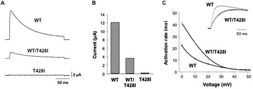 The T428I mutation affects the functional properties of Kv3.3. (A) Representative current traces recorded from homomeric wild-type (WT), homomeric mutant (T428I) and heteromeric (WT/T428I) Kv3.3 channels. The mutant channel exhibits a severe dominant-negative, loss-of-function phenotype. (B) Quantifies this dominant negative effect in heteromeric (WT/T428I) channels that mimic the heterozygous state. (C) Demonstrates that the residual current in the heterozygous state (WT/T428I) has markedly altered gating properties with much slower rates of activation across a wide range of voltages. The inset panel compares representative traces for wild-type and heteromeric (WT/T428I) channels recorded at +60 mV.