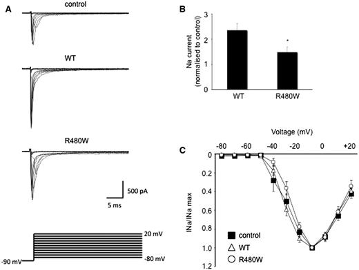 Peak sodium current enhanced less by R480W than wild-type β-III spectrin. (A) Sodium current traces from representative cells evoked with a series of 50 ms depolorizations from a holding potential of −90 mV to potentials ranging from −80 to +20 mV in 10 mV increments (stimulus protocol shown at bottom). (B) Sodium current peak at −10 mV normalized to control cells cultured at same time. (C) Current-voltage relationships for control, wild-type (WT) and R480W with current amplitude normalized to peak value. All data are presented as the mean ± SEM (n = 5–9 cells from each of three independent cultures; P < 0.05).