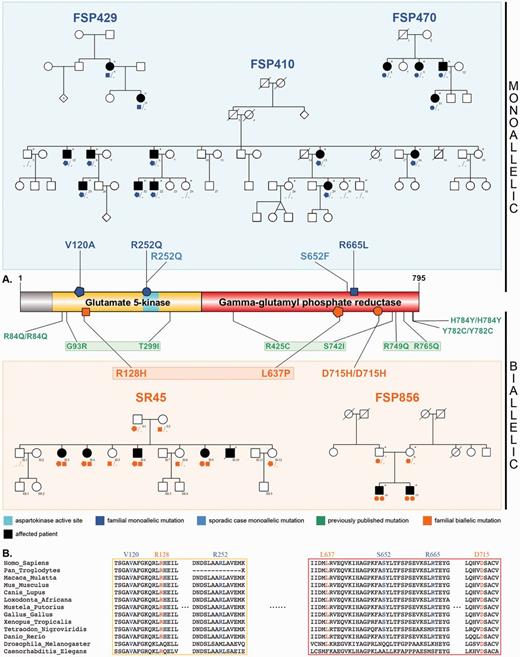 Pedigrees, ALDH18A1 mutations and conservation across species. (A) Schematics of P5CS and its gamma-glutamyl kinase and gamma-glutamyl phosphate reductase domains. Newly described monoallelic mutations (blue), newly described biallelic mutations (orange), and previously reported biallelic mutations (green) are represented, along with pedigrees of the families of this study, showing the segregation. Sampled individuals are indicated with an asterisk. In autosomal dominant families, all affected patients carry one ALDH18A1 mutation; the penetrance seems to be complete as no tested unaffected family member has any mutation. (B) Alignment of P5CS paralogues, showing the high conservation of all affected residues reported.