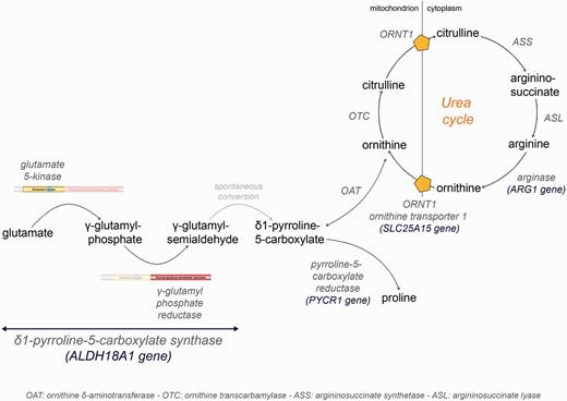 Delta-1-pyrroline-5-carboxylate synthase (P5CS) pathway. Schematic of the P5CS pathway. Enzyme-catalysed steps of proline and ornithine synthesis from glutamate, as well as urea cycle, are in dark grey. Mutations in ALDH18A1 and PYCR1 were previously reported in autosomal recessive neurocutaneous syndromes (Baumgartner et al., 2000; Reversade et al., 2009), with some pyramidal involvement. Deficiencies for arginase (ARG1 mutations) and ornithine transporter (SLC25A15 mutations, triple H syndrome) also share features of motor neuron degeneration (Sedel et al., 2007). We speculate that a decrease in the mitochondrial ornithine pool may be the common feature of the latter two and ALDH18A1-linked autosomal dominant HSP.