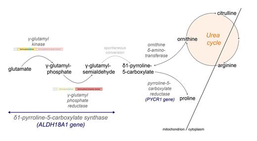 Mutations in ALDH18A1, encoding an enzyme involved in glutamate metabolism, have been implicated in an autosomal recessive neurocutaneous disorder. Coutelier et al. widen the associated phenotype to include spastic paraplegia without cutaneous signs. They also report autosomal dominant transmission of ALDH18A1 mutations, associated with abnormal levels of plasma amino acids.