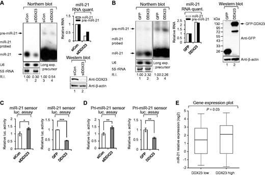 DDX23 modulates oncogenic miR-21 biogenesis at the post-transcriptional level. (A) Specific knockdown of DDX23 induced downregulation of miR-21. Scrambled (siCon) and DDX23 specific (siDDX23) siRNAs were transfected to U87MG glioma cells and then the level of endogenous miR-21 were monitored by northern blotting. After 48 h transfection, northern blot was performed with miR-21-specific 32P 5′-end-labelled oligonucleotide probe. Arrows indicate positions of precursor (upper) and mature (lower) miR-21. 5S rRNA was used as the loading control and U6 was used as hybridization control (lower left). The quantification of precursor and mature miR-21 are shown in graph (upper right). The experiments were repeated at least three times with similar results. The figure shown in A is representative. Protein level of DDX23 and β-actin (loading control) were confirmed by western blot after specific knockdown of DDX23 in U87MG glioma cells (lower right). R.I. = relative intensity. (B) Overexpression of DDX23 enhances the level of precursor and mature miR-21. Plasmids encoding GFP-DDX23 were cotransfected with pri-miR-21 RNA encoding plasmid into 293T cells. After 48 h transfection, northern blot was performed with miR-21-specific 32P 5′-end-labelled oligonucleotide probe. Arrows indicate positions of precursor (upper) and mature (lower) miR-21. 5S rRNA was used as the loading control and U6 was used as hybridization control (lower left). The quantification of precursor and mature miR-21 are shown in the graph (middle). The experiments were repeated at least three times with similar results. The figure shown in B is representative. Protein level of GFP-DDX23 and β-actin (loading control) were confirmed by western blot after overexpression of GFP-DDX23 in 293T cells (right). Long exp. = long exposure; R.I. = relative intensity. (C) The mature miR-21 sensor was cotransfected to 293T cells along with siRNA against DDX23 (siDDX23) or control siRNA (siCon) (left). Data represent the mean values of at least three independent experiments performed in triplicate (*P < 0.05). All error bars in graph represent mean ± SEM and the P-value compares the siCon to siDDX23. The mature miR-21 sensor was cotransfected to 293T cells along with GFP-DDX23 or control GFP-encoding plasmid (GFP) (right). Data represent the mean values of at least three independent experiments performed in triplicate (***P < 0.001). All error bars in graph represent mean ± SEM and the P-value compares GFP to GFP-DDX23. (D) The pri-miR-21 sensor was cotransfected to 293T cells along with siRNA against DDX23 (siDDX23) or control siRNA (siCon) (left). Data represent the mean values of at least three independent experiments performed in triplicate (**P < 0.01). All error bars in graph represent mean ± SEM and the P-value compares the siCon to siDDX23. The pri-miR-21 sensor was cotransfected to 293T cells along with GFP-DDX23 or control GFP-encoding plasmid (GFP) (right). Data represent the mean values of at least three independent experiments performed in triplicate (**P < 0.01). All error bars in graph represent mean ± SEM and the P-value compares the GFP to GFP-DDX23. (E) Relative expression levels of miR-21 in the DDX23-low and DDX23-high groups from the REMBRANDT database.